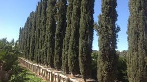 Maybe you would like to learn more about one of these? Moon Valley Nurseries 14225 N 7th St Phoenix Az 85022 Yp Com