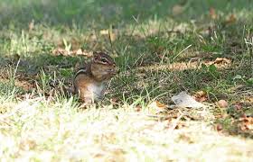 The ultrasonic pest chaser by victor pest control. Ultrasonic Pest Repeller For Chipmunks Pest Control Diagram