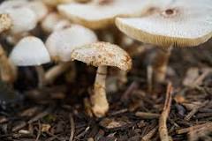 Image result for Mushroom For Sale In Uganda