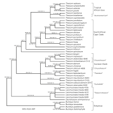 Image result for Thesium wilczekianum
