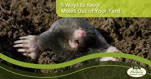 Maybe you would like to learn more about one of these? 5 Ways To Keep Moles Out Of Your Yard Tlc Nursery Outdoor Living
