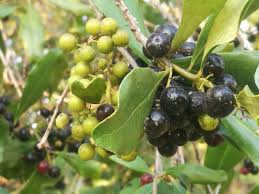 Image result for Euclea undulata