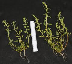 Image result for Dysphania