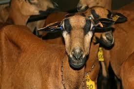 Chris le mouton a été tondu ! Race Martinik Le Mouton Performant Des Tropiques Reussir Patre Le Media Des Eleveurs De Moutons