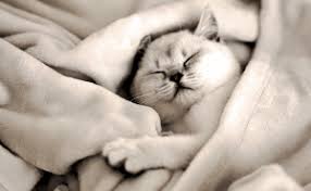 Renal and mediastinal lymphoma have a poorer prognosis, and even aggressive chemotherapy can sometimes only buy these cats six months. How Long Do Cats Live With Kidney Failure Catwiki