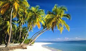 It tolerates alkaline soils with ph 8 and acid soils with ph 4.5 or higher. Waveyourflagchallenge Maldives Language Exchange Amino