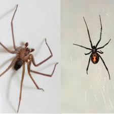 With some spiders, including the black widow, the male is abundance tinyer than the female. Spider Bites Demystifying Your Health