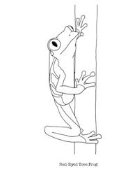 All kids like to play with their sisters and brothers and do fun stuff. Red Eyed Tree Frog Coloring Page By Mama Draw It Tpt