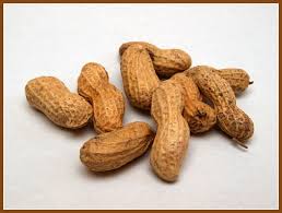 Image result for Arachis hypogaea