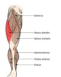 Anatomy Of The Knee Part 2 Muscles Around The Knee Joint