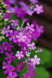 pin by y r yabuki on flowers purple flowers garden pretty flowers amazing flowers