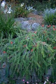 Image result for Melaleuca hypericifolia