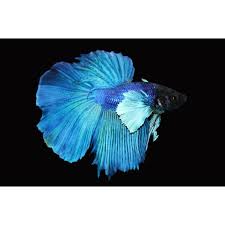 Home fish guides elephant ear betta care complete guide 2020. Elephant Ear Halfmoon Betta Reviews 2021