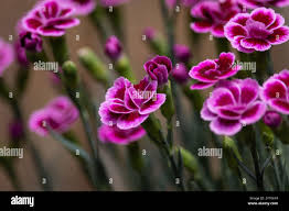Image result for Dianthus chimanimaniensis