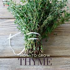 When drying thyme, it is important to make sure that the leaves are completely free of moisture before packing as mold will develop if moisture is present. How To Plant Grow And Harvest Thyme The Kitchen Garten