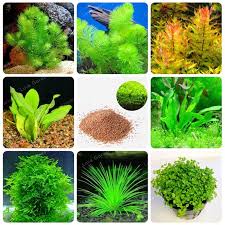 Universe Of Goods Buy Hot Sale 200 Pcs New Aquarium Grass Bonsai Mix Water Aquatic Plant Bonsai Family E Aquatic Plants Aquatic Plant Seeds Aquarium Grass