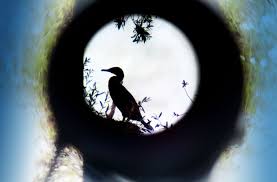 Die wernauer baggerseen sind ein mit verordnung des regierungspräsidiums stuttgart vom 5. Die Wernauer Baggerseen Werden 40 Jahre Alt Testfahrt In Richtung Naturschutz Landkreis Esslingen Stuttgarter Zeitung