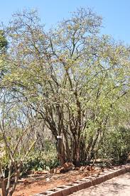 Image result for Schrebera alata