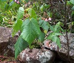Image result for Dombeya kirkii