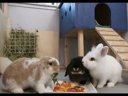 Guinea pig or rabbit hutch. Custom Indoor Rabbit Hutch Diy Youtube