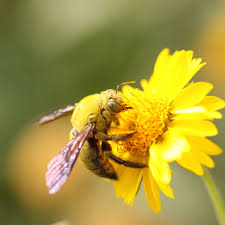 This type of bees can drill holes in the wood for building nests, storing food, and larvae. Carpenter Bees And How To Get Rid Of Them