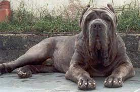 The bichon dog breed enjoyed a brief revival under the rule of napoleon iii in the 1800s, but again its popularity did not last. Napoleon Mastiff Dog Online Shopping