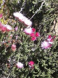 Image result for Faroa affinis