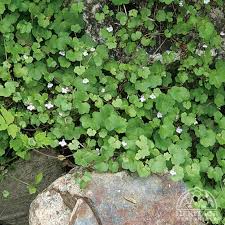 Image result for Cymbalaria