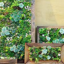 Close up photograph of small succulents around a tree. Our Home Aspires To Have A Garden Like This Succulent Wall Planter Vertical Succulent Gardens Succulents