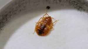 Although bed bugs are considered one of the most difficult pests to get rid of, this biological trait is actually a blessing in disguise. Can You See Bed Bugs With The Naked Eye Pest Samurai
