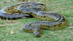 Top Collection Of Anaconda Wallpapers Anaconda Wallpapers Pack V Green Anaconda Amazon Rainforest Animals Rainforest Animals