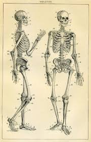 The frame of bones supporting a human or animal body: Framed Vintage Medical Print Human Skeleton Picture Poster Art Anatomy Human Anatomy Drawing Skeleton Anatomy Skeleton Drawings