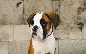 Retrato De Um Adoravel Cachorrinho Boxer Tricolor No Fundo Da Parede De Pedra Foto Premium
