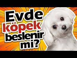 Kopeklerimize Arada Bir Ev Yemegi Meyve Peynir Yogurt Vs Verilmesi Bir Problem Yaratir Mi Youtube