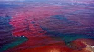 Current Red Tide Report For Florida