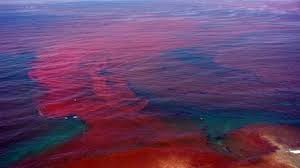 current red tide report for florida