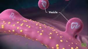 Cell Cells Golgi Apparatus Golgi Human Anatomy And Physiology Human Anatomy Biology Classroom