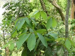 Image result for Actinodaphne