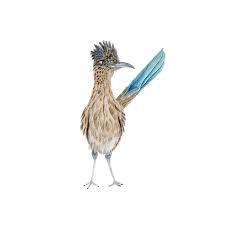 Utsa provides a streamlined application process, and our admissions counselors are ready to provide you with a wide range of services and materials. Roadrunner Watercolor Print Southwest Nursery Art Tiny Toes Design