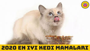 2020 En Iyi Kedi Mamalari Nelerdir Renkli Pati
