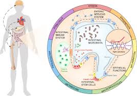 The Aged Intestine Performance And Rejuvenation