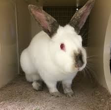 Their thick and silky fur can get so long that they look like big puff balls of fur. Rabbit Rescue Rabbit Breed Finder