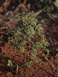 Image result for Indigofera colutea