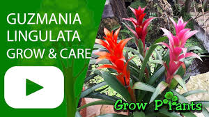 Guzmania is a plant that gives it's all, and then gives up after flowering. Guzmania Lingulata Grow Care Scarlet Star Lingulata Plant Information Climate Hardiness Zone Uses Growt Easy Plants To Grow Plants Plant Information