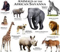 Animals Of The African Savanna By Rogerdhall Savanna