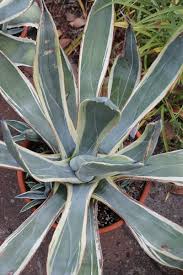 Image result for Agave sisalana