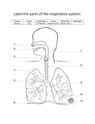 Human Diagram For Kids Labeled Diagram Of The Respiratory System For Kids Respiratory Koibana Info Respiratory System Anatomy Respiratory System Human Respiratory System