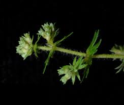 Image result for Alchemilla johnstonii