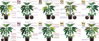 Cannabis plants with root problems show many symptoms. Identifying Cannabis Plants Problems Bonza Blog