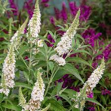 Image result for buddleia davidii